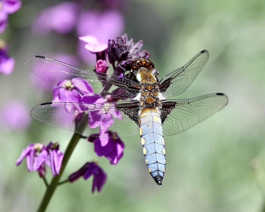 broad-bodied chaser